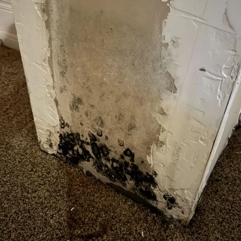 Professional Mold Removal in Dansville, NY